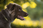 male Miniature Australian Shepherd