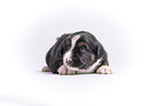 Miniature Australian Shepherd Puppy