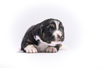 Miniature Australian Shepherd Puppy