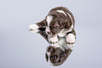 Miniature Australian Shepherd Puppy