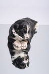 Miniature Australian Shepherd Puppy