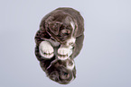 Miniature Australian Shepherd Puppy
