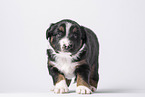 Miniature Australian Shepherd Puppy