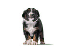 Miniature Australian Shepherd Puppy