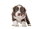 Miniature Australian Shepherd Puppy