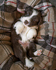Miniature Australian Shepherd Puppy
