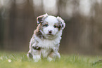 Miniature Australian Shepherd Puppy