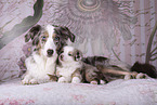 Miniature Australian Shepherds