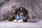 Miniature Australian Shepherd Puppy