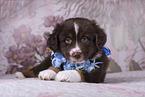 Miniature Australian Shepherd Puppy