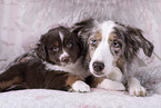 Miniature Australian Shepherds