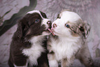 Miniature Australian Shepherd Puppies