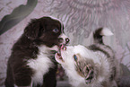 Miniature Australian Shepherd Puppies