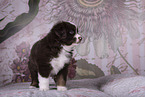 Miniature Australian Shepherd Puppy