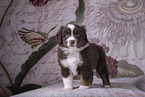 Miniature Australian Shepherd Puppy