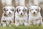 Miniature Australian Shepherd Puppies