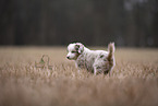 Miniature Australian Shepherd Puppy