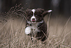 Miniature Australian Shepherd Puppy
