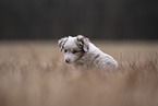 Miniature Australian Shepherd Puppy