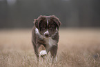 Miniature Australian Shepherd Puppy