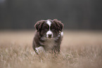 Miniature Australian Shepherd Puppy