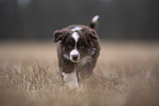Miniature Australian Shepherd Puppy
