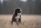 Miniature Australian Shepherd Puppy