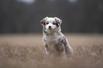 Miniature Australian Shepherd Puppy