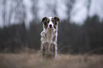 female Miniature Australian Shepherd