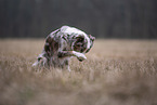 female Miniature Australian Shepherd