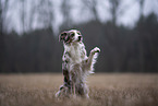 female Miniature Australian Shepherd