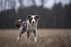 female Miniature Australian Shepherd