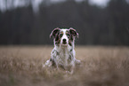 female Miniature Australian Shepherd