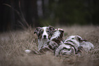 Miniature Australian Shepherds