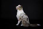 Miniature Australian Shepherd