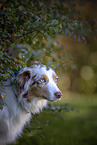 Miniature Australian Shepherd