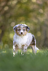 Miniature Australian Shepherd Puppy