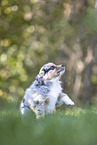 Miniature Australian Shepherd Puppy