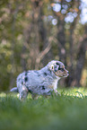 Miniature Australian Shepherd Puppy