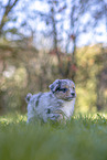 Miniature Australian Shepherd Puppy