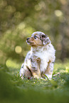 Miniature Australian Shepherd Puppy
