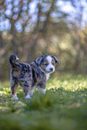 Miniature Australian Shepherd Puppy
