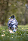 Miniature Australian Shepherd Puppy