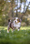 Miniature Australian Shepherd Puppy