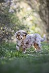 Miniature Australian Shepherd Puppy