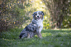 Miniature Australian Shepherd