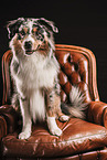 Miniature Australian Shepherd