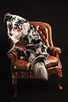 Miniature Australian Shepherd