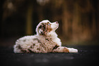 Miniature Australian Shepherd Puppy