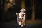 Miniature Australian Shepherd Puppy